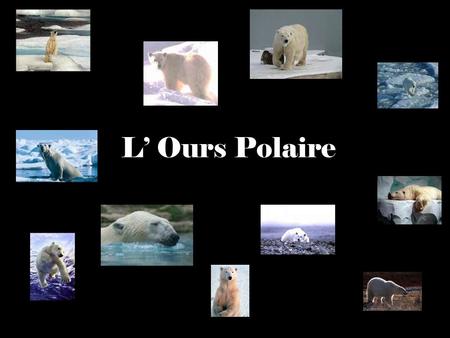 L’ Ours Polaire.