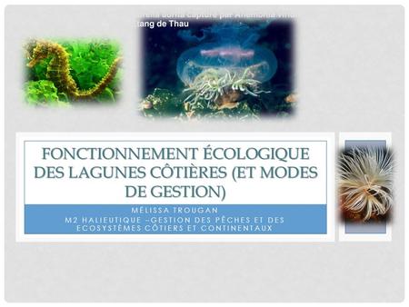 Fonctionnement écologique des lagunes côtières (et modes de gestion)
