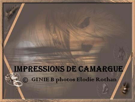 Impressions de Camargue © GINIE B photos Elodie Rothan