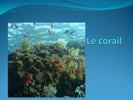 Le corail.