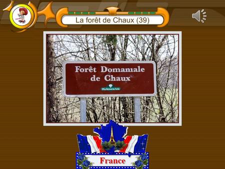Située au cœur du Jura, à l'est de Dole, la forêt de Chaux est la deuxième plus vaste de France avec une superficie totale de presque hectares sur.