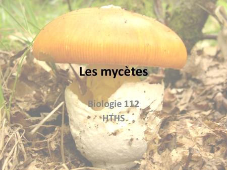 Les mycètes Biologie 112 HTHS.