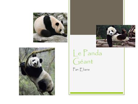Le Panda Géant Par: Eliane.