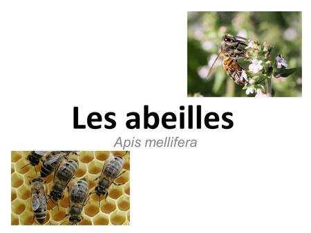 Les abeilles Apis mellifera.