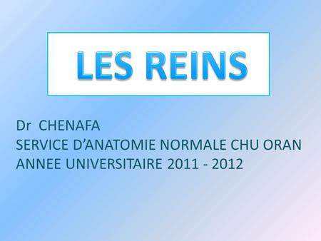 LES REINS Dr CHENAFA SERVICE D’ANATOMIE NORMALE CHU ORAN