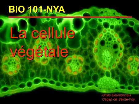 BIO 101-NYA La cellule végétale Gilles Bourbonnais Cégep de Sainte-Foy.