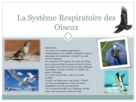 La Système Respiratoire des Oiseux