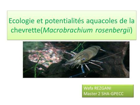 Ecologie et potentialités aquacoles de la chevrette(Macrobrachium rosenbergii) Wafa REZGANI Master 2 SHA-GPECC.