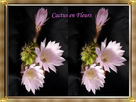 Cactus en Fleurs Lamitié est grande à qui a du cœur Elle est comme elle est, et non comme Lon voudrait quelle fût. Risquer de la déjouer, serait.