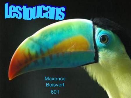 Les toucans Maxence Boisvert 601.