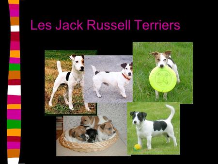 Les Jack Russell Terriers