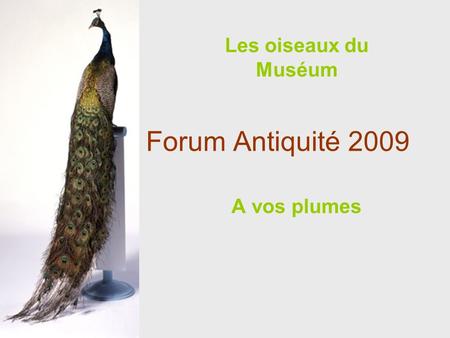 Les oiseaux du Muséum Forum Antiquité 2009 A vos plumes.