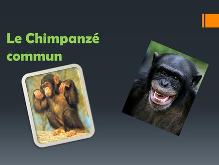Le Chimpanzé commun.