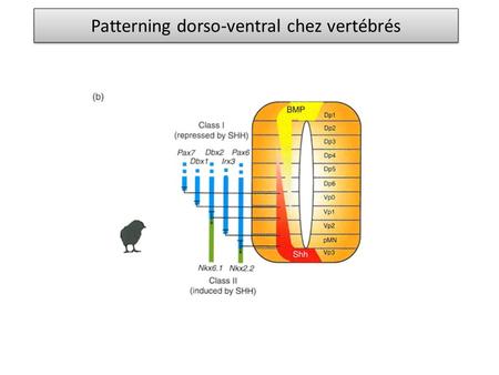 Patterning dorso-ventral chez vertébrés