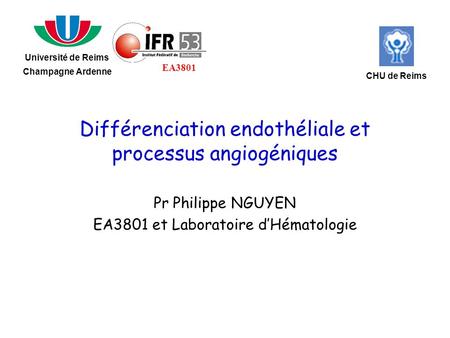 Différenciation endothéliale et processus angiogéniques