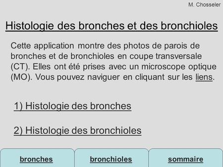 Histologie des bronches et des bronchioles