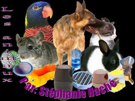 Les animaux Par: Stéphanie Haché.