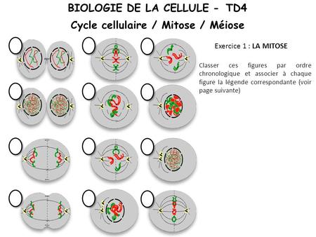BIOLOGIE DE LA CELLULE - TD4 Cycle cellulaire / Mitose / Méiose