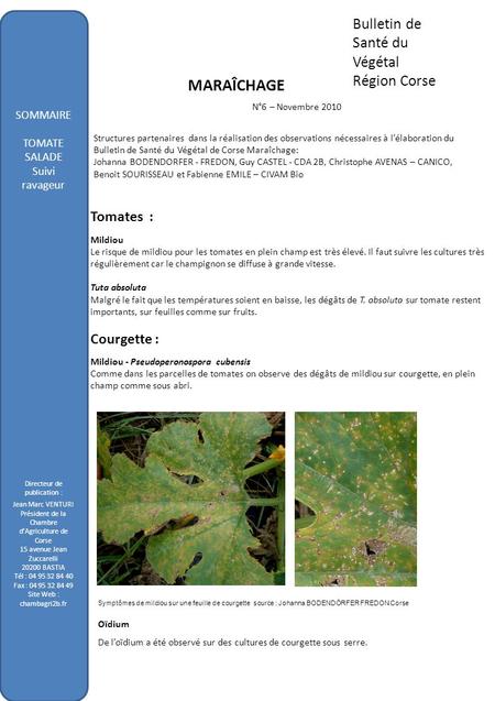 MARAÎCHAGE Bulletin de Santé du Végétal Région Corse
