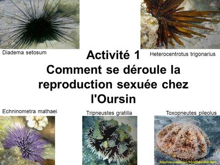 Activité 1 Comment se déroule la reproduction sexuée chez l'Oursin