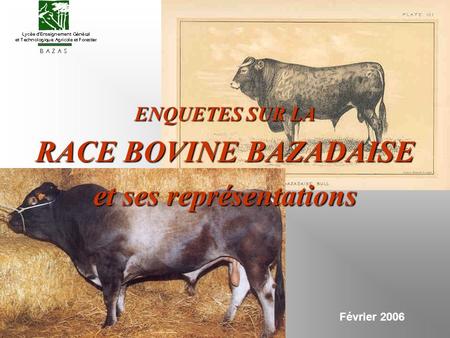 Février 2006 ENQUETES SUR LA RACE BOVINE BAZADAISE et ses représentations.