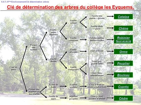 Clé de détermination des arbres du collège les Eyquems.