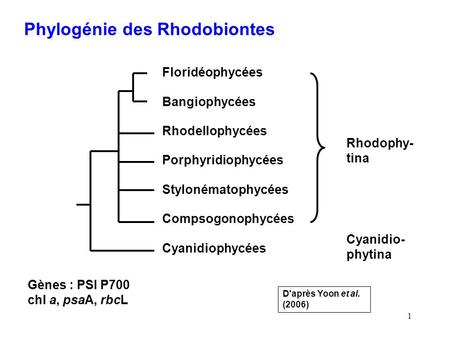 Phylogénie des Rhodobiontes