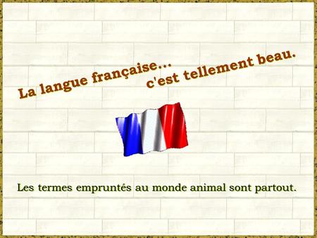 La langue française... c'est tellement beau. La langue française... c'est tellement beau. Les termes empruntés au monde animal sont partout.