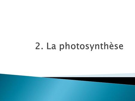 2. La photosynthèse.