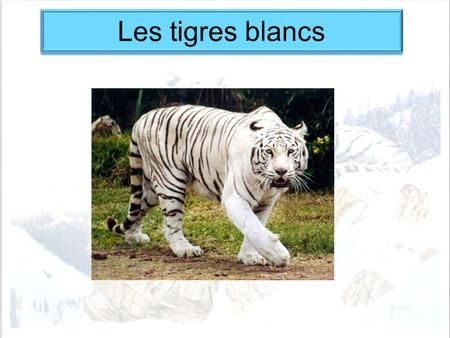 Les tigres blancs.