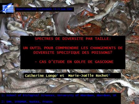 SPECTRES DE DIVERSITE PAR TAILLE: - CAS D’ETUDE EN GOLFE DE GASCOGNE