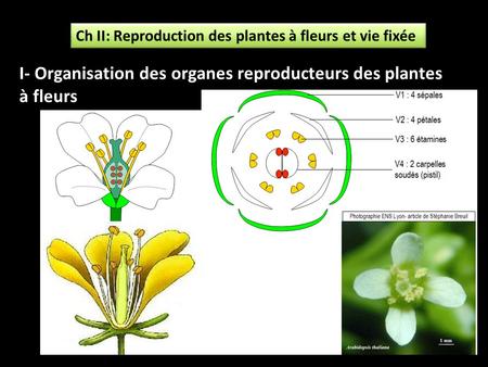 I- Organisation des organes reproducteurs des plantes à fleurs