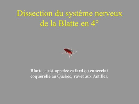 Dissection du système nerveux de la Blatte en 4°
