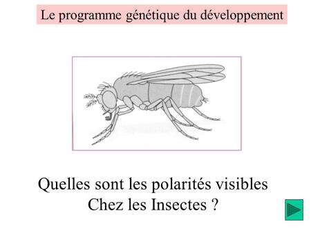 Quelles sont les polarités visibles Chez les Insectes ?
