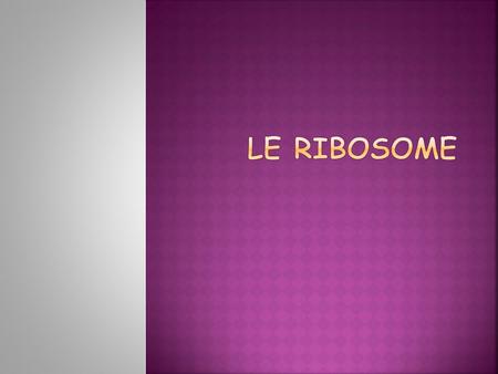Le ribosome.