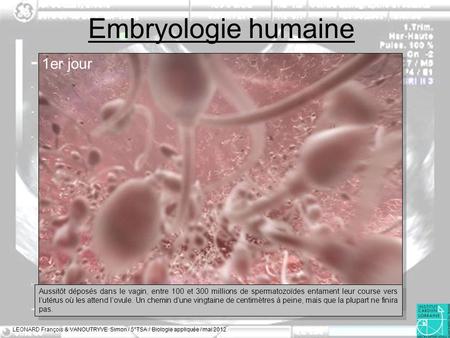 Embryologie humaine 1er jour