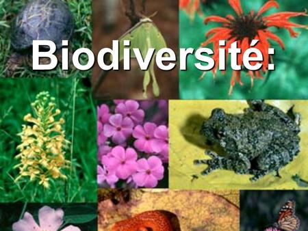 Biodiversité:.