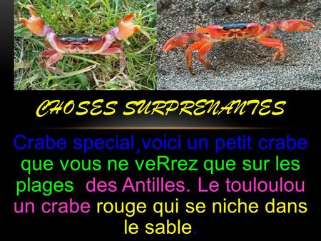 ChoseS surprenAntES Crabe special¸voici un petit crabe que vous ne veRrez que sur les plages des Antilles. Le touloulou un crabe rouge qui se niche.