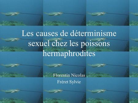 Les causes de déterminisme sexuel chez les poissons hermaphrodites