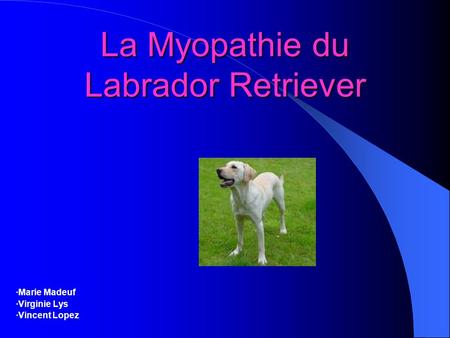 La Myopathie du Labrador Retriever