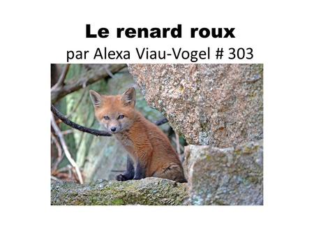 Le renard roux par Alexa Viau-Vogel # 303