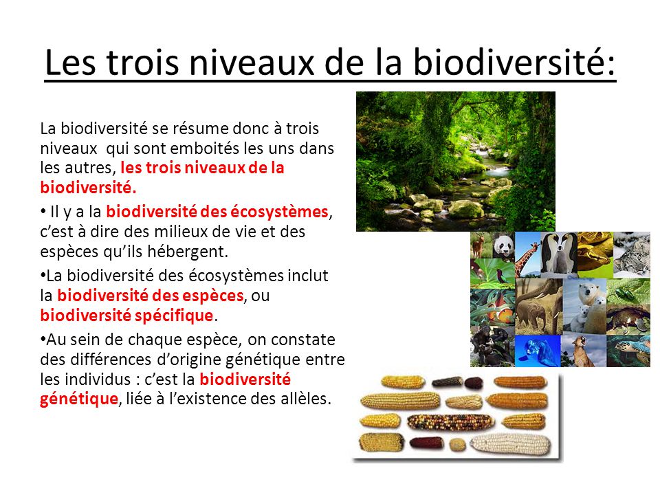 les trois niveaux de la biodiversit u00e9