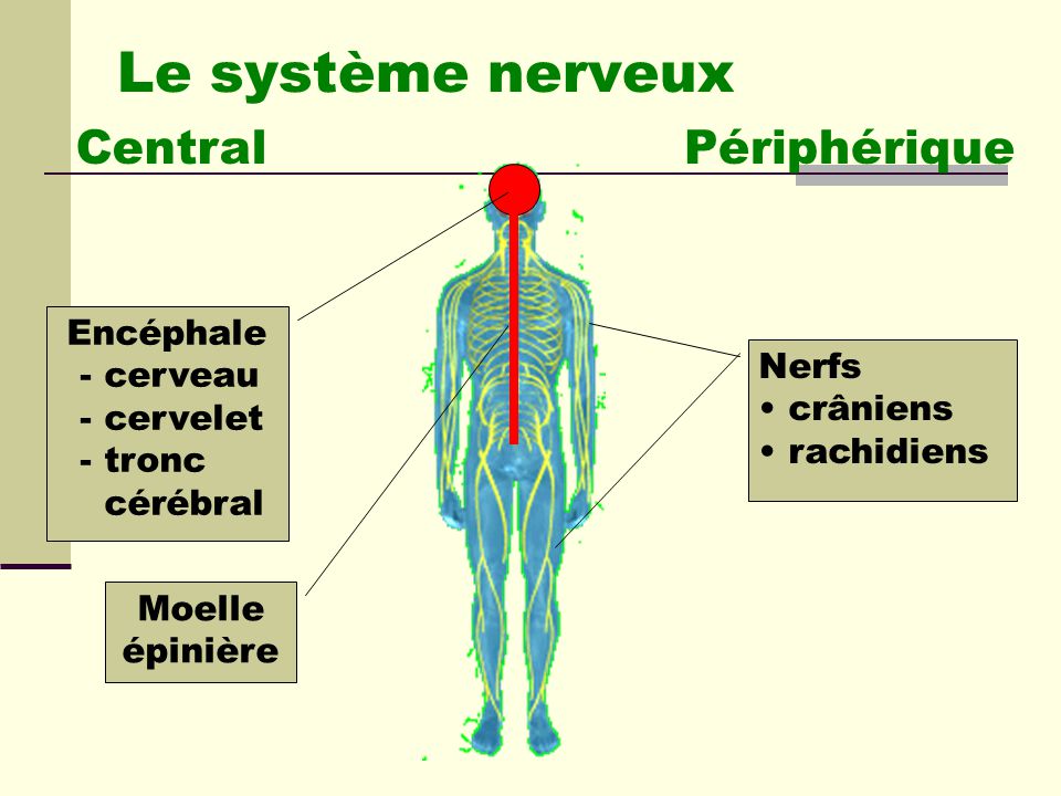 Résultat de recherche d'images pour "le système nerveux"