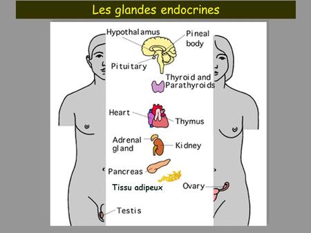 Les glandes endocrines