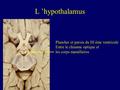 L ’hypothalamus Plancher et parois du III ème ventricule