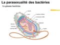 La parasexualité des bactéries Le génome bactérien.