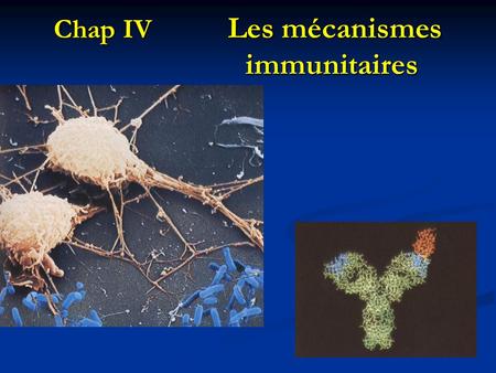 Chap IV Les mécanismes immunitaires