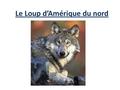 Le Loup d’Amérique du nord. Nom scientifique: Canis Lupus C’est le plus grand loup: jusqu’à 90 cm de haut à l’épaule. Le chien est l’espèce la plus proche.