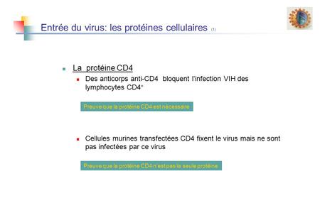 Entrée du virus: les protéines cellulaires (1) La protéine CD4 Des anticorps anti-CD4 bloquent l’infection VIH des lymphocytes CD4 + Cellules murines transfectées.