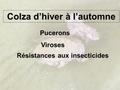 Pucerons Viroses Résistances aux insecticides Colza d’hiver à l’automne Colza d’hiver à l’automne.